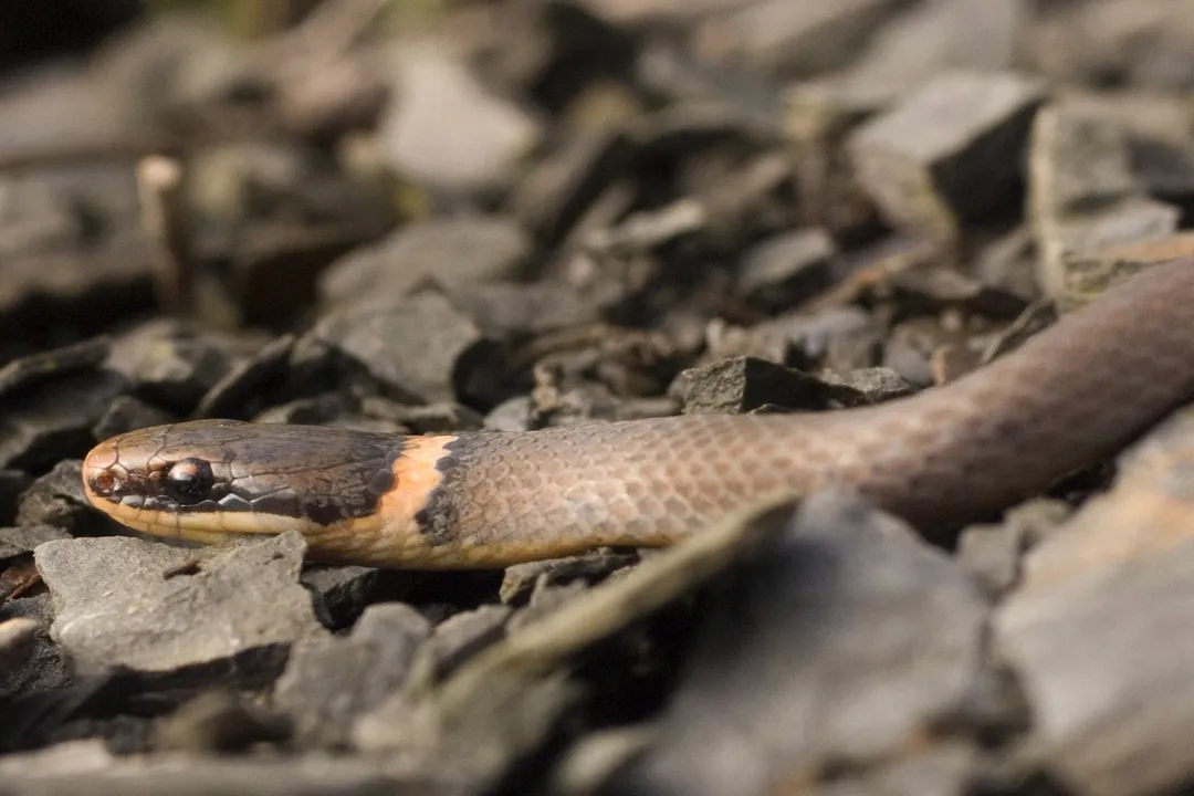 What states do ringneck snakes live in?, Subspecies Distribution