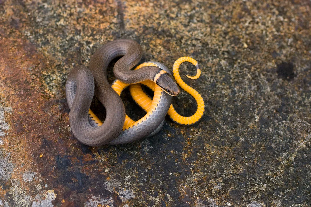What states do ringneck snakes live in?
