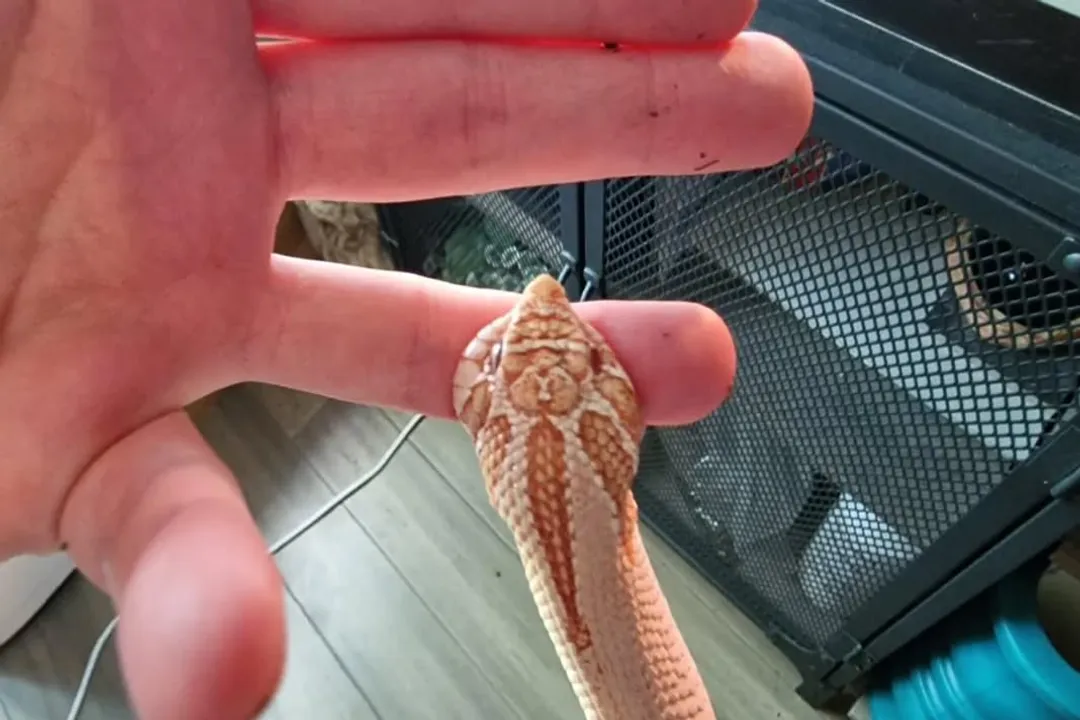 What to do if hognose bites you?