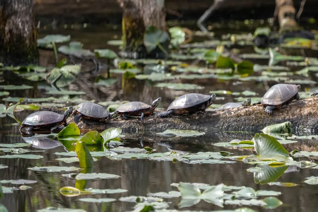 What to do if hognose bites you?, Venom Profile