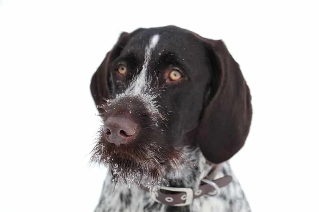 What to feed a German Wirehaired Pointer?