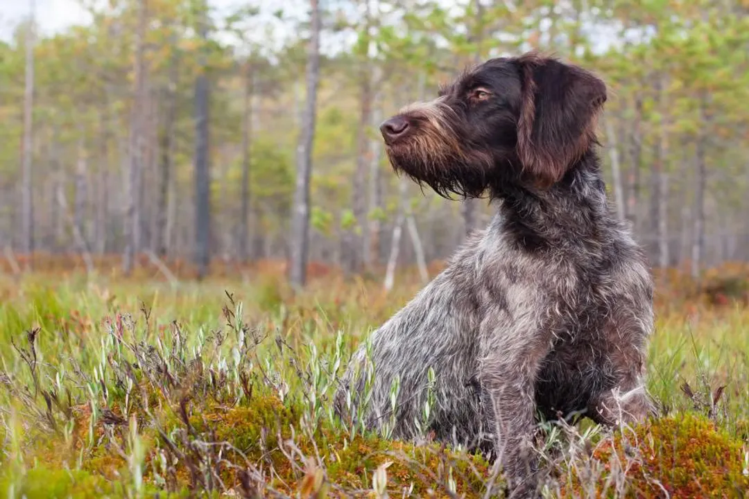 What to feed a German Wirehaired Pointer?, Raw Approach