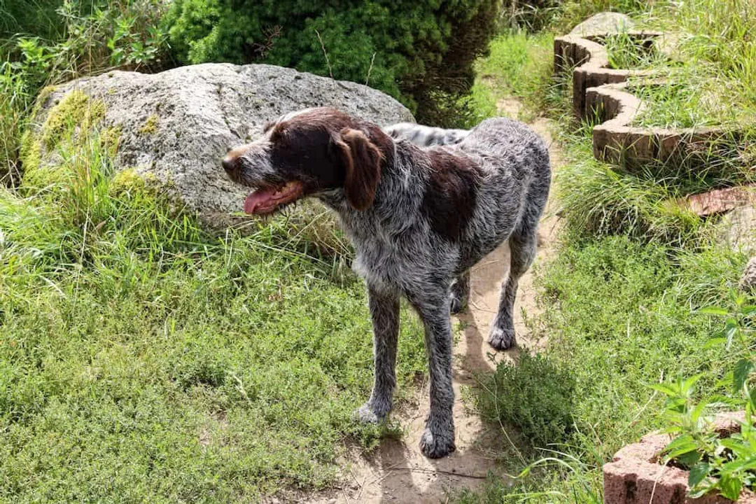 What to feed a German Wirehaired Pointer?, Energy Needs