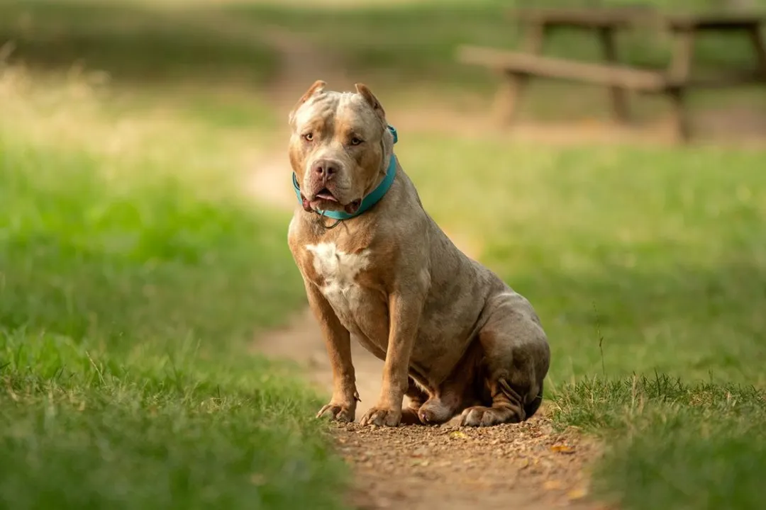 What to know before getting an American bully?
