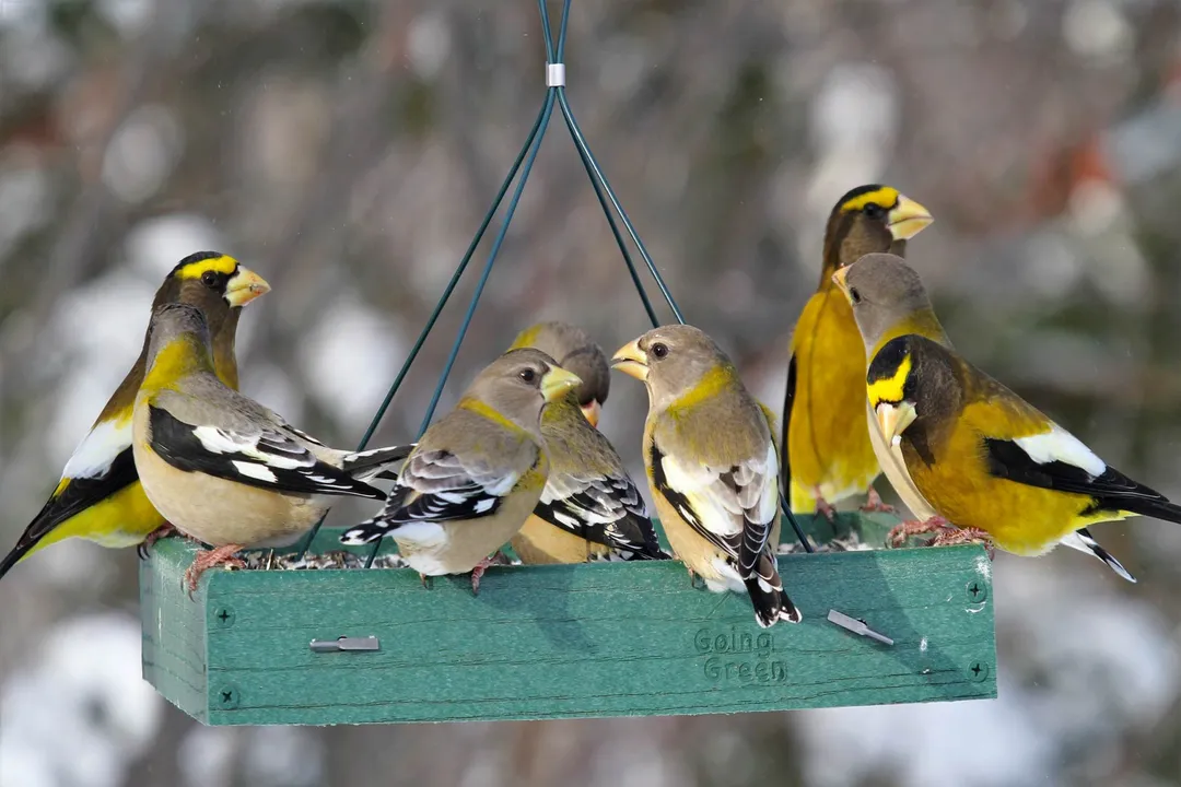 What triggers adaptive radiation?, Ecological Opportunity