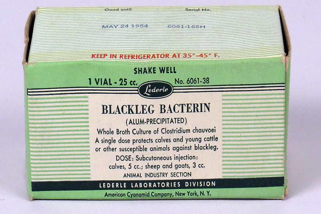 What triggers antibody production?, B Cell Activation