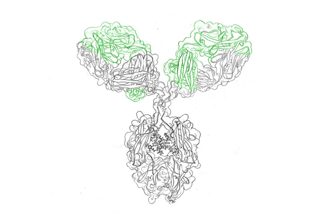 What triggers antibody production?
