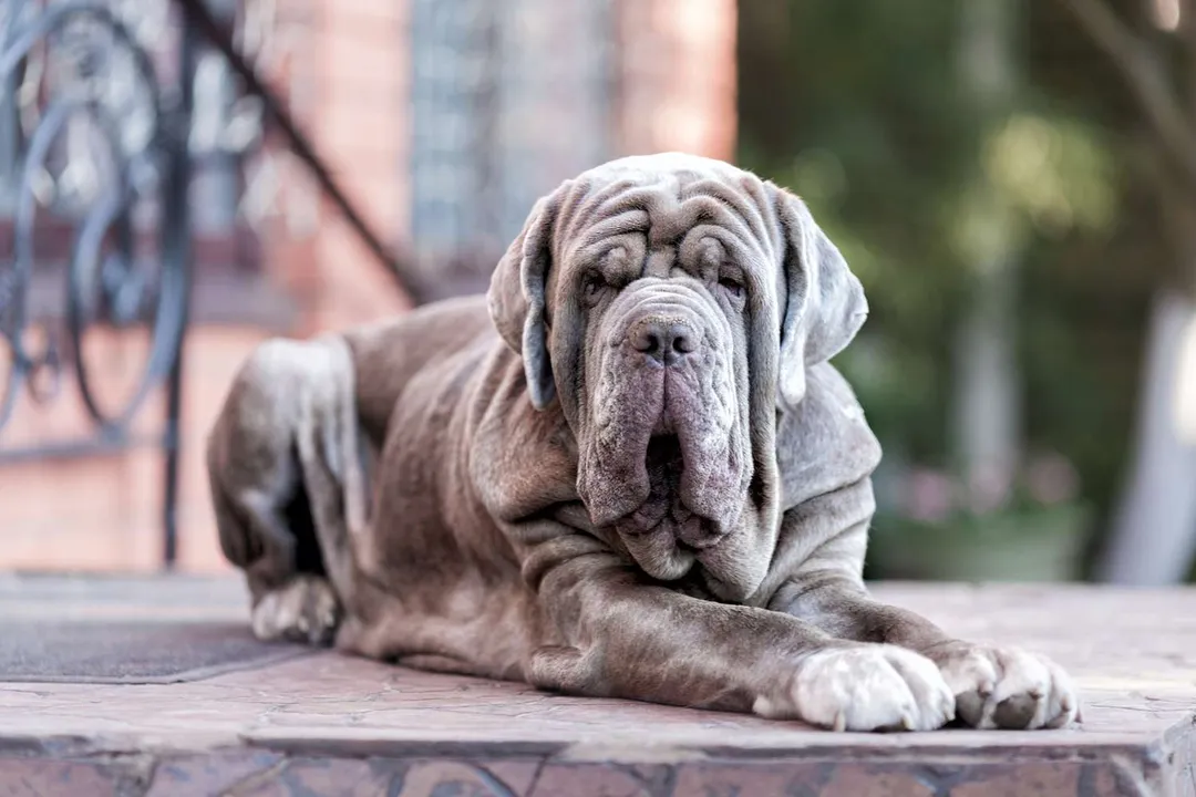 What two breeds make a Bullmastiff?, Breed Genesis