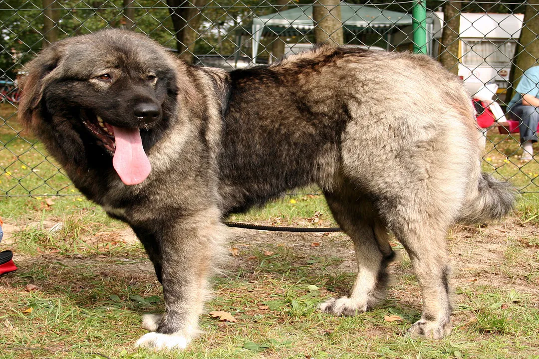 What two breeds make a Caucasian Shepherd?