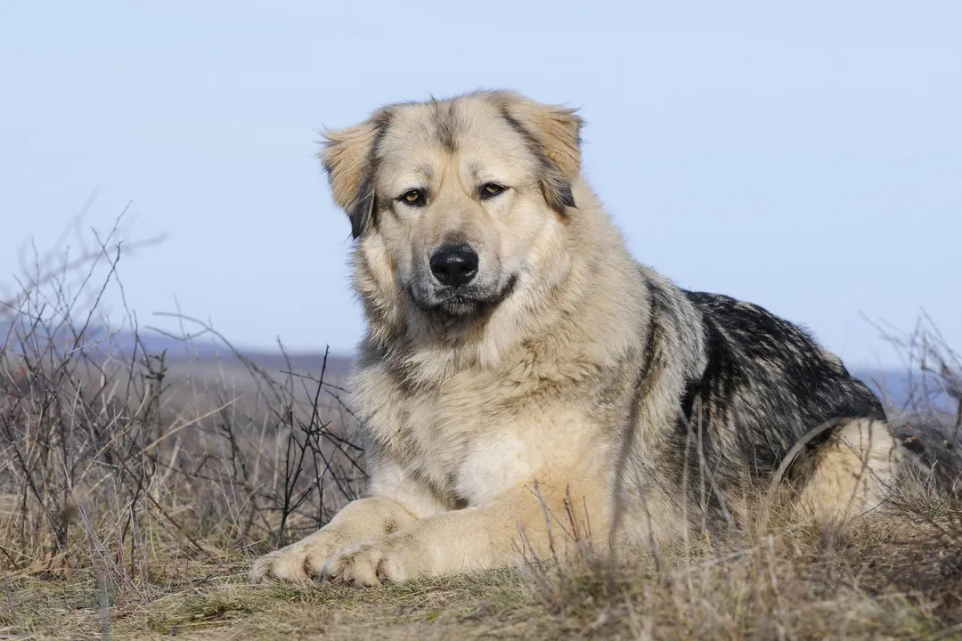 What two breeds make a Caucasian Shepherd?, Ancient Lineage