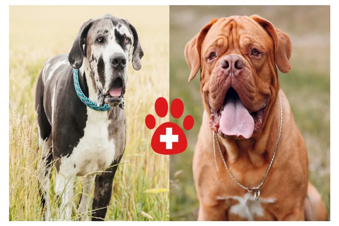 What two breeds make a Daniff?, Dogue Traits