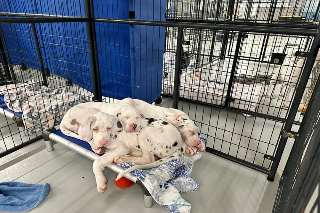 What two breeds make a Daniff?, Mastiff Influence