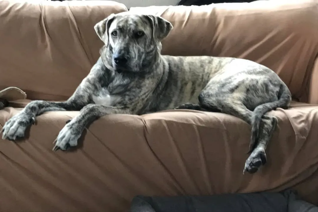 What two breeds make a Daniff?, Parentage Defined