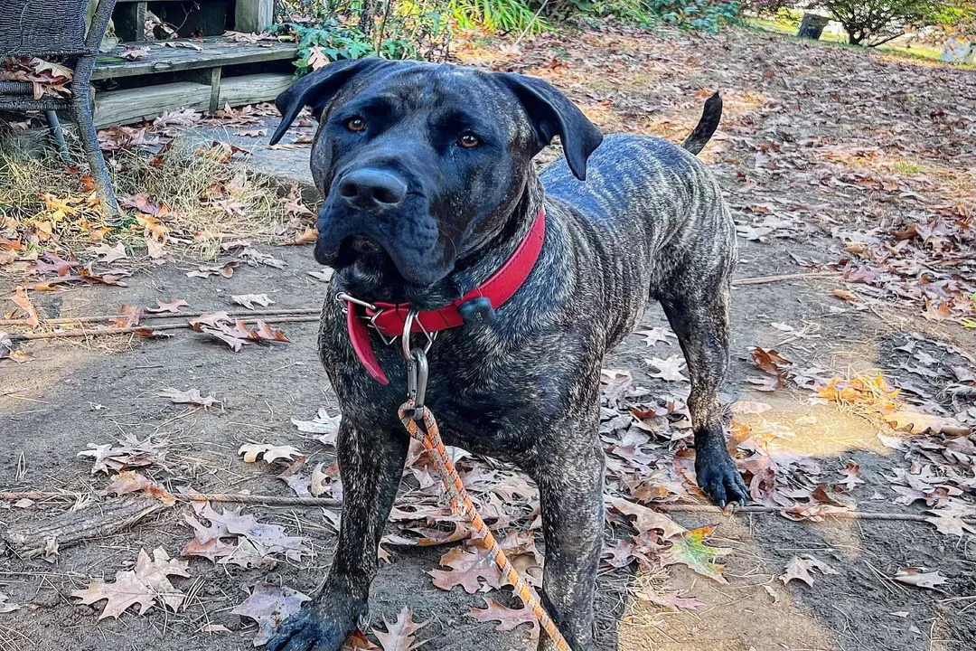 What two breeds make a Daniff?, Hybrid Size Potential