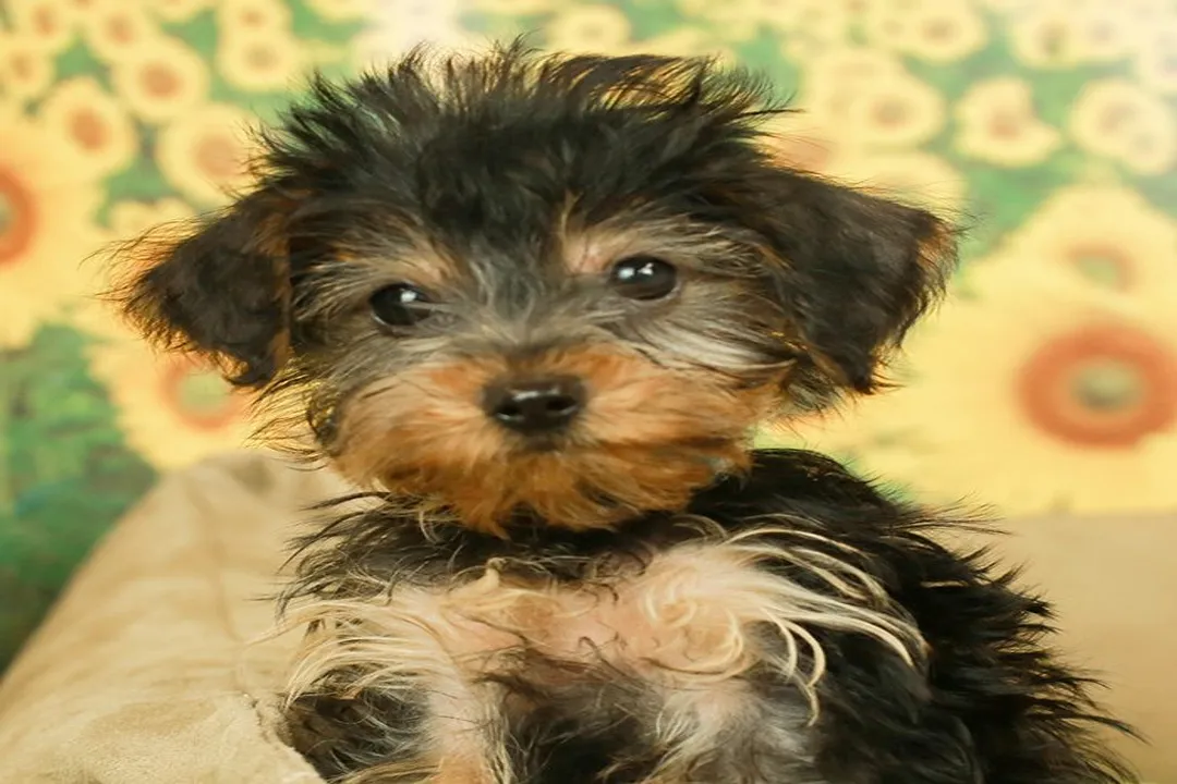 What two breeds make a Dorkie?, Physical Traits