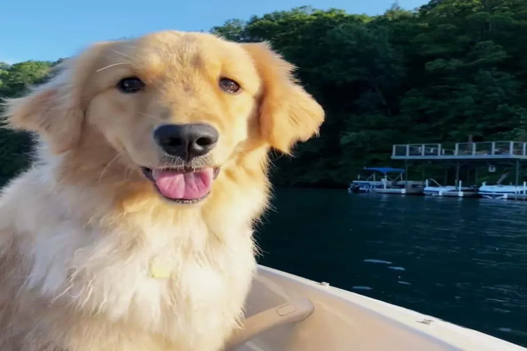 What two breeds make a Goldador?, Appearance Variability