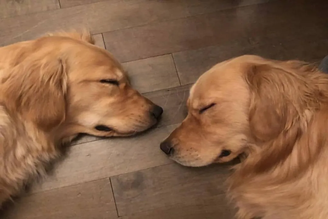 What two breeds make a Goldador?