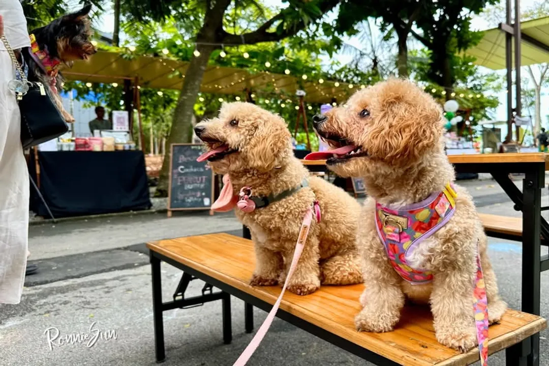 What two breeds make a Poochon?, The Poodle Influence