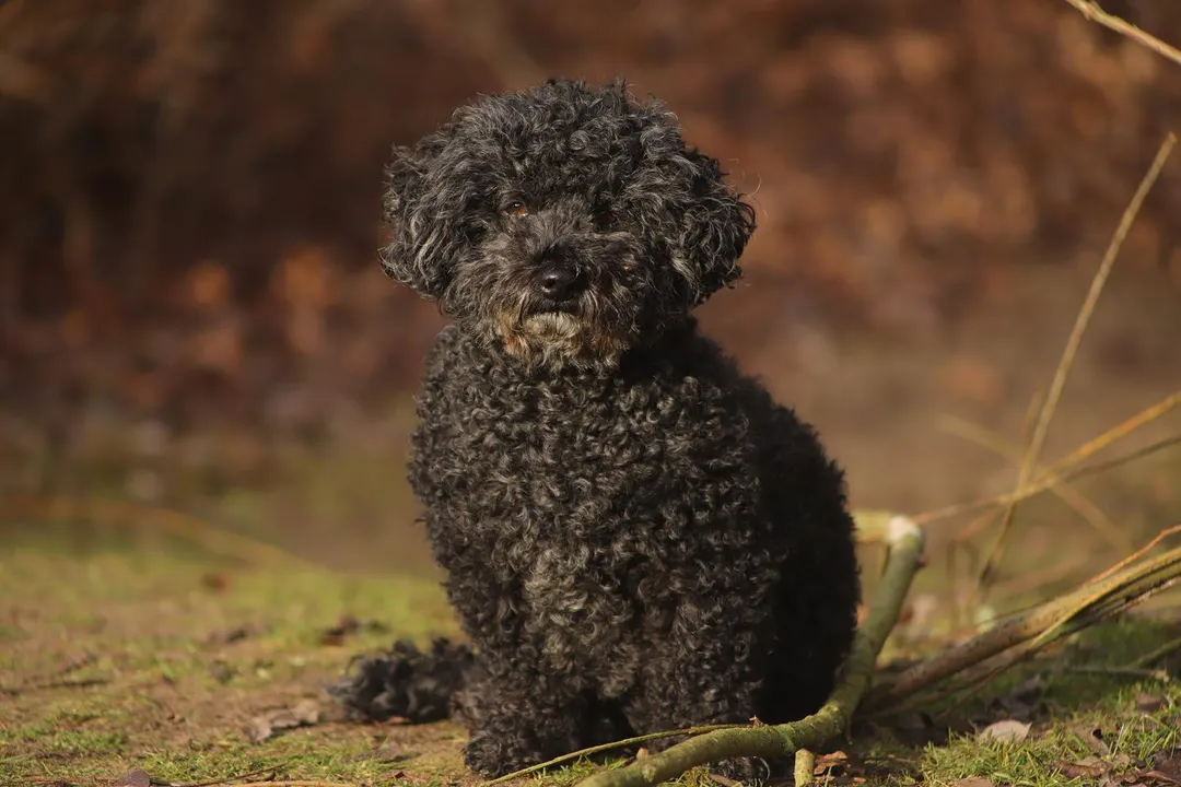 What two breeds make a Poochon?, The Bichon Frise Contribution