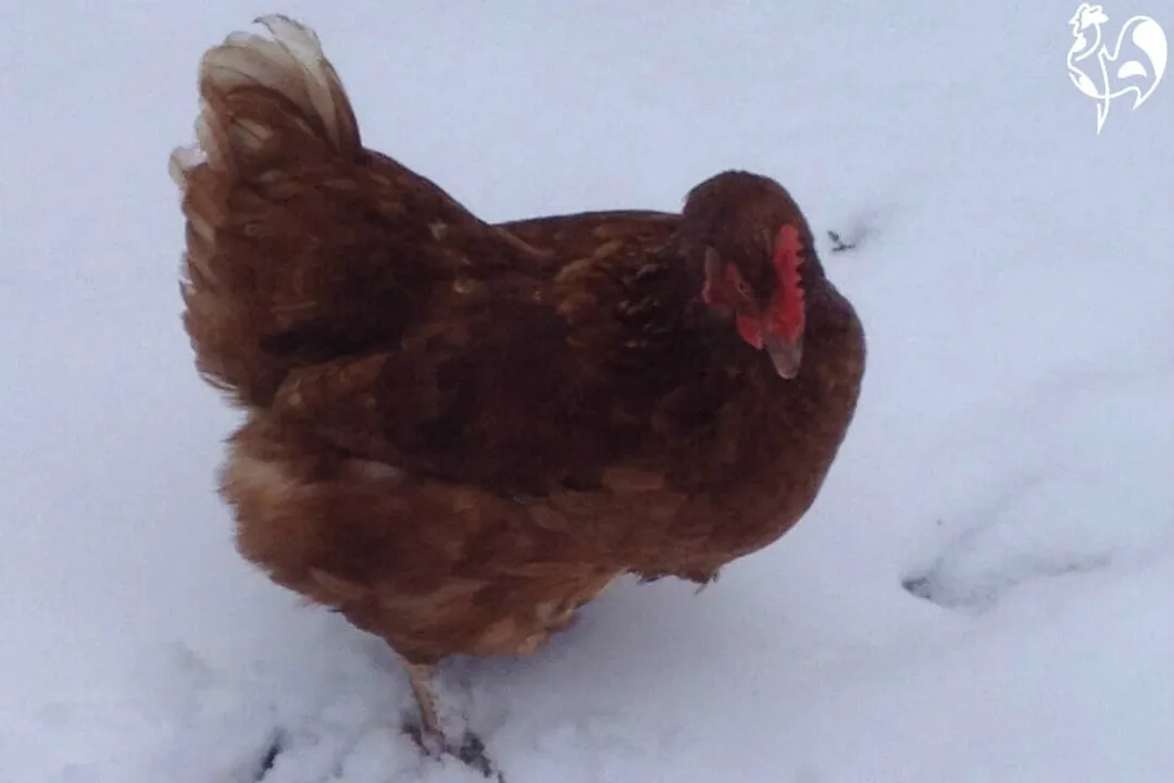 What two breeds make a red star?, Production and Temperament Profile