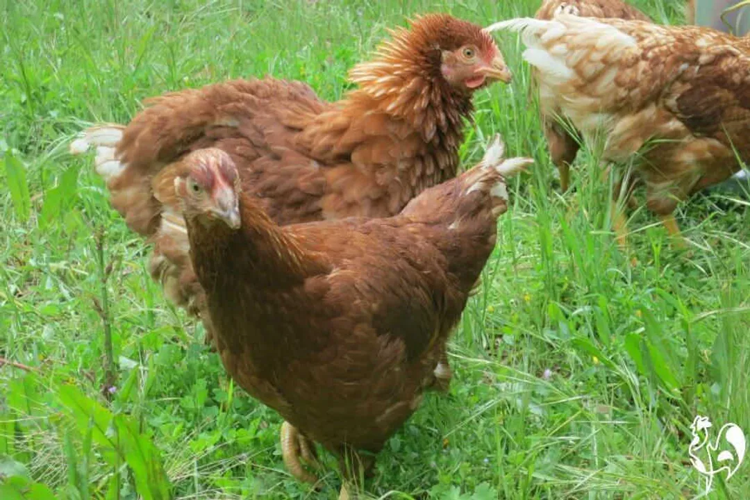 What two breeds make a red star?, Sex Link Secrets