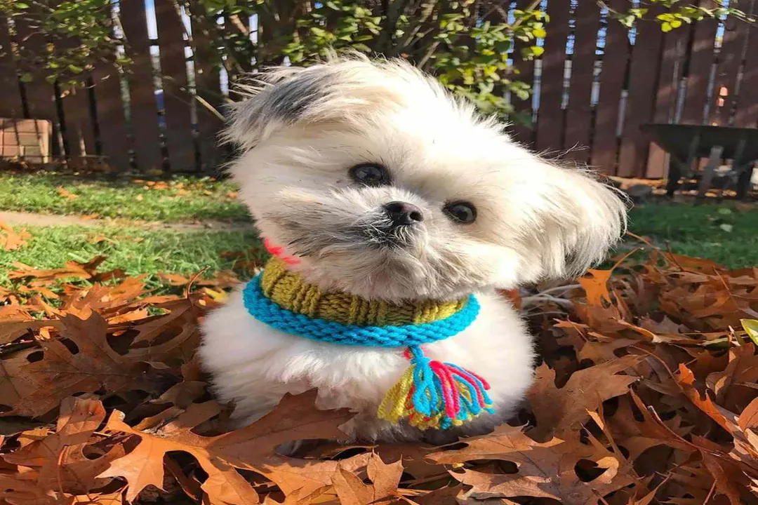What two breeds make a Shih Tzu?