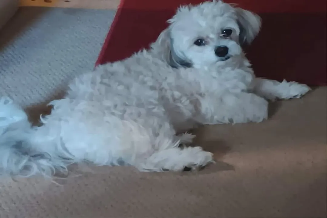 What two breeds make a Shih Tzu?, Tibetan Roots