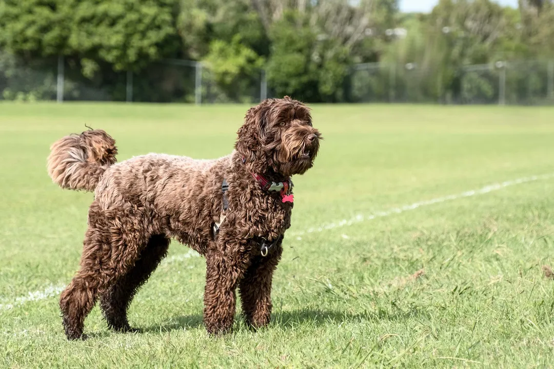 What two dog breeds make a Labradoodle?, Breeding Origin