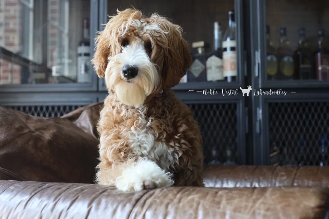 What two dog breeds make a Labradoodle?, Coat Types