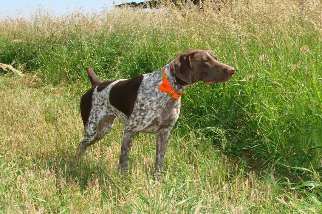 What two dogs make a GSP?