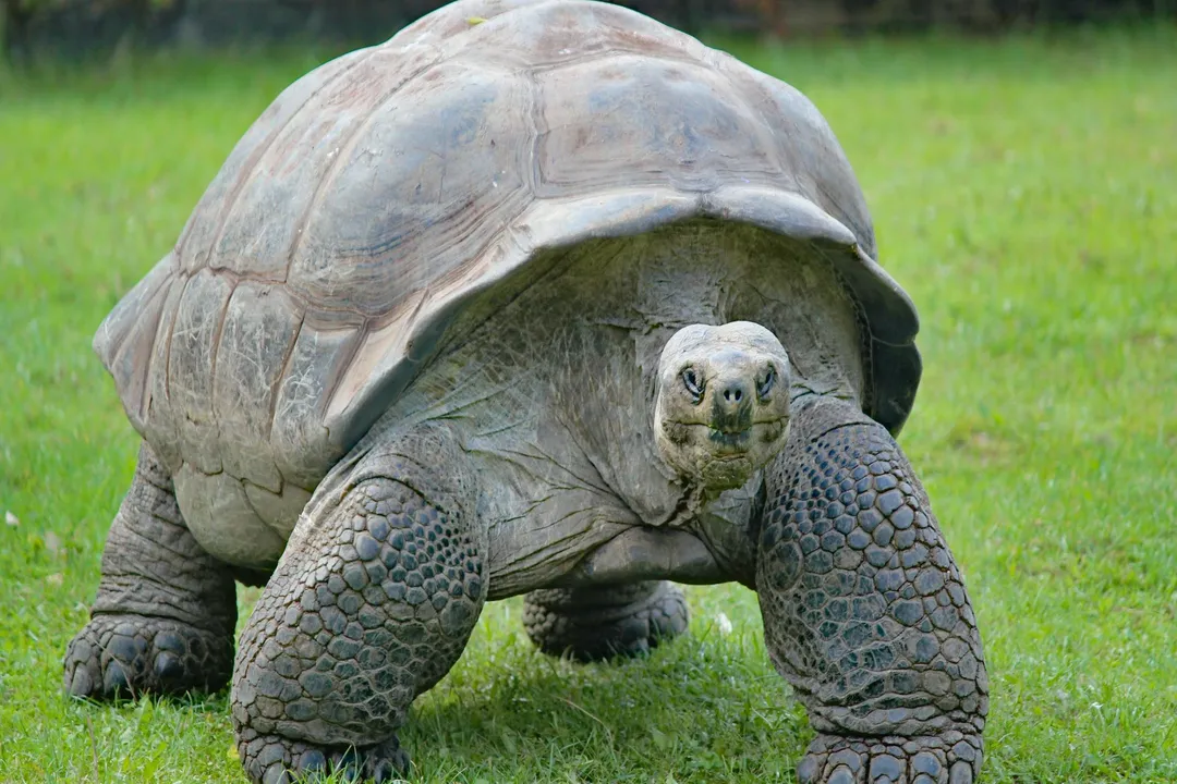 What type of creature is the Aldabra?