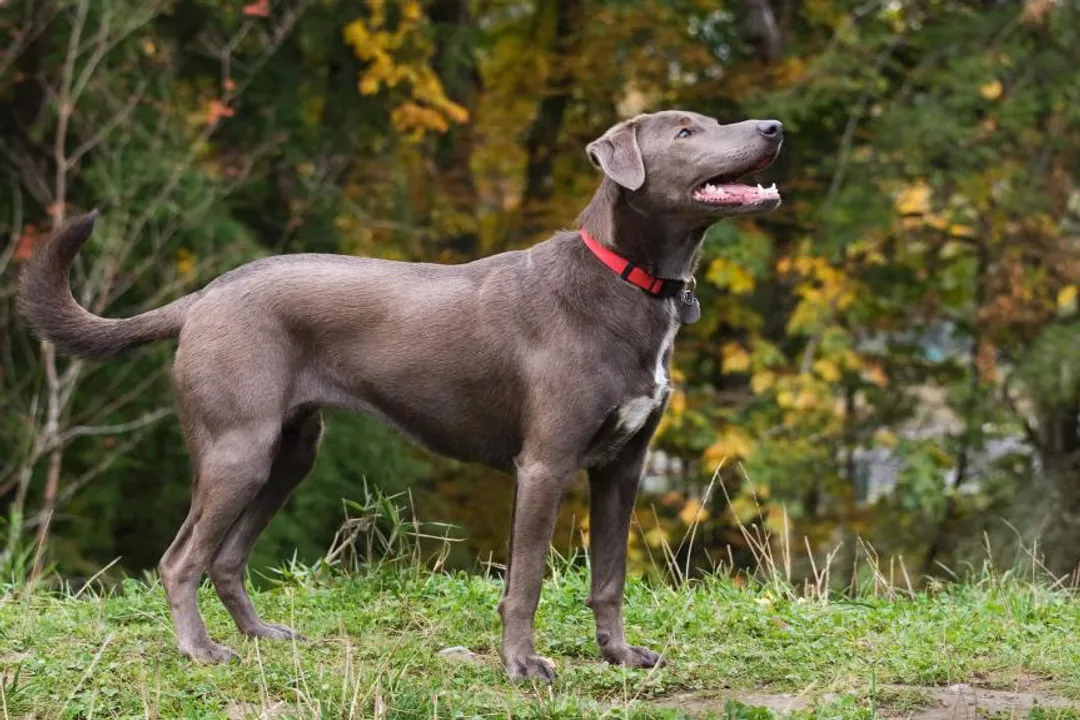 What type of dog is a Blue Lacy?, Texas Origins