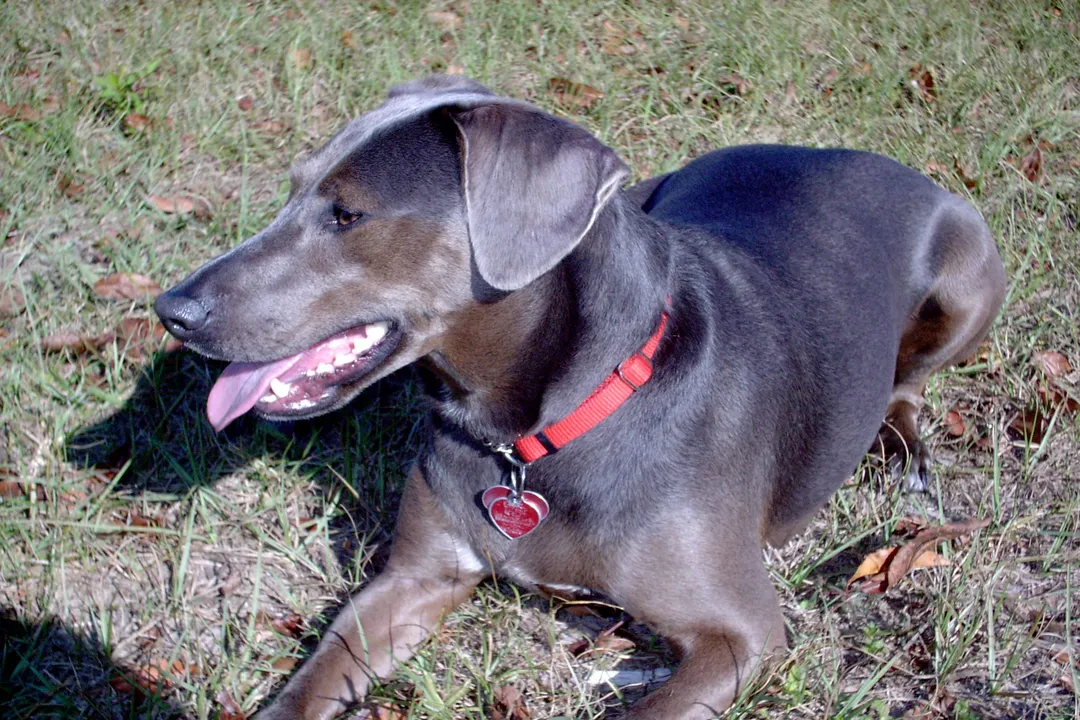 What type of dog is a Blue Lacy?
