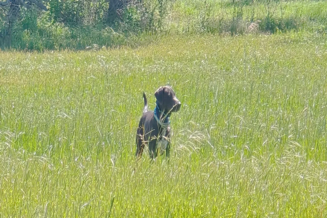 What type of dog is a Blue Lacy?, Coat Color