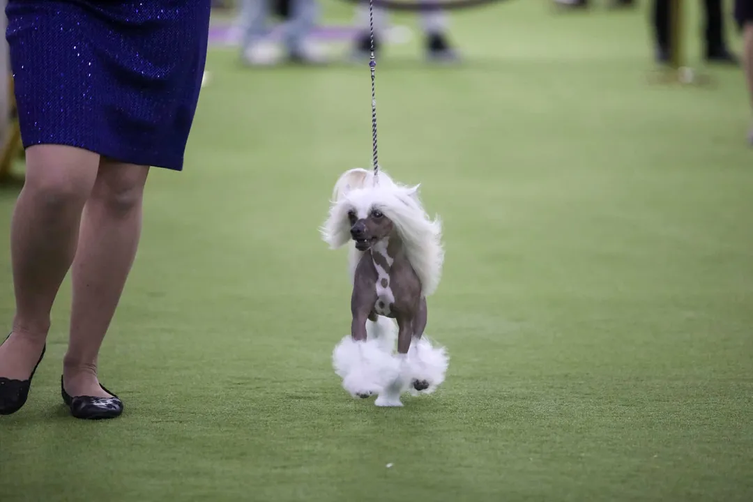 What type of dog is a Chinese Crested?