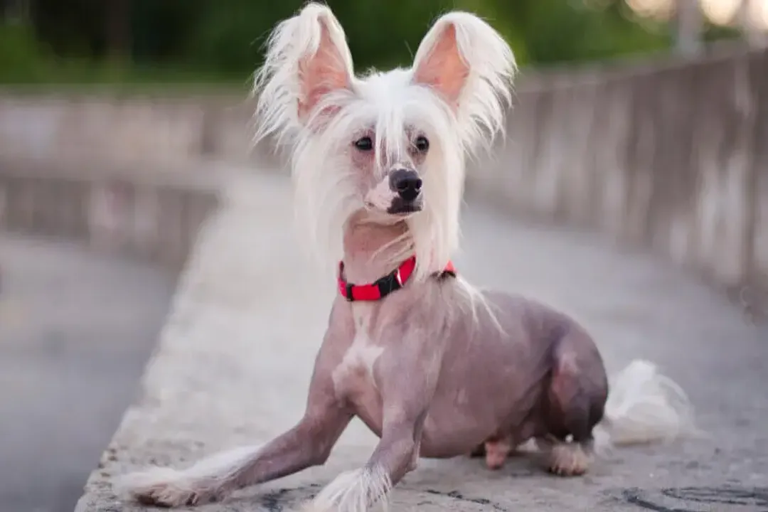 What type of dog is a Chinese Crested?, Breed Identity