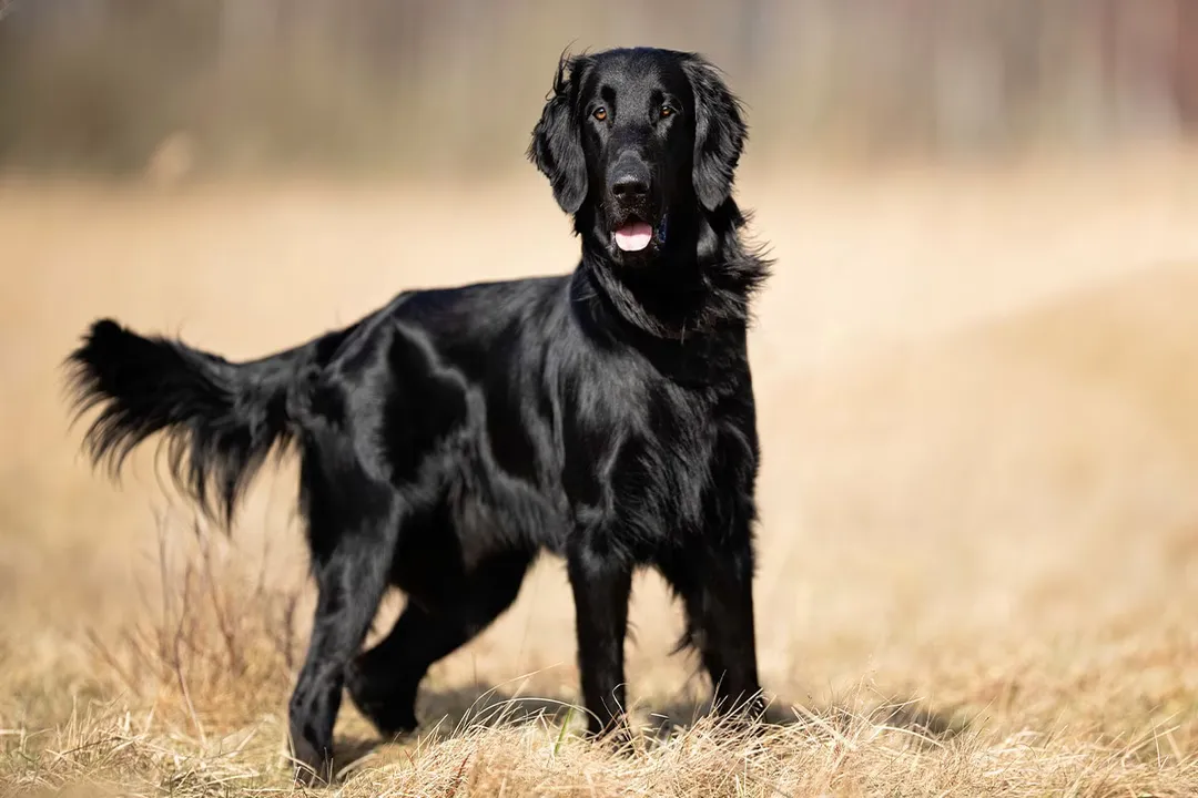 What type of dog is a Flat-Coated Retriever?, Physical Markers