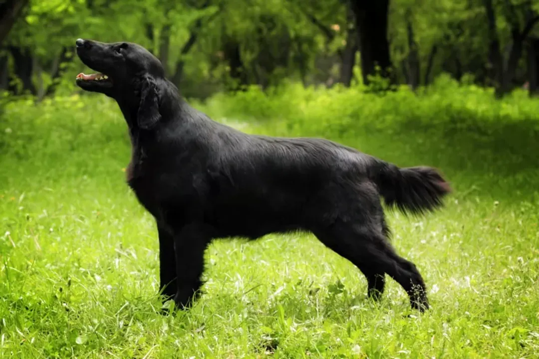 What are the only two colors recognized for the Flat-Coated Retriever coat?