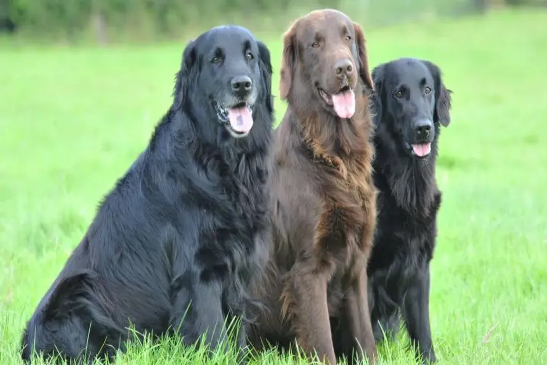 What type of dog is a Flat-Coated Retriever?, Breed Lineage
