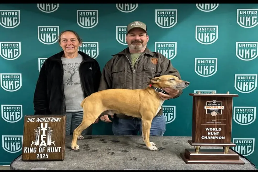 What type of dog is a Mountain Feist?, Physical Traits