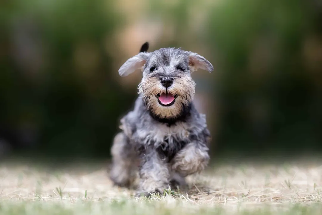 What type of food should Schnauzers eat?, Breed Needs