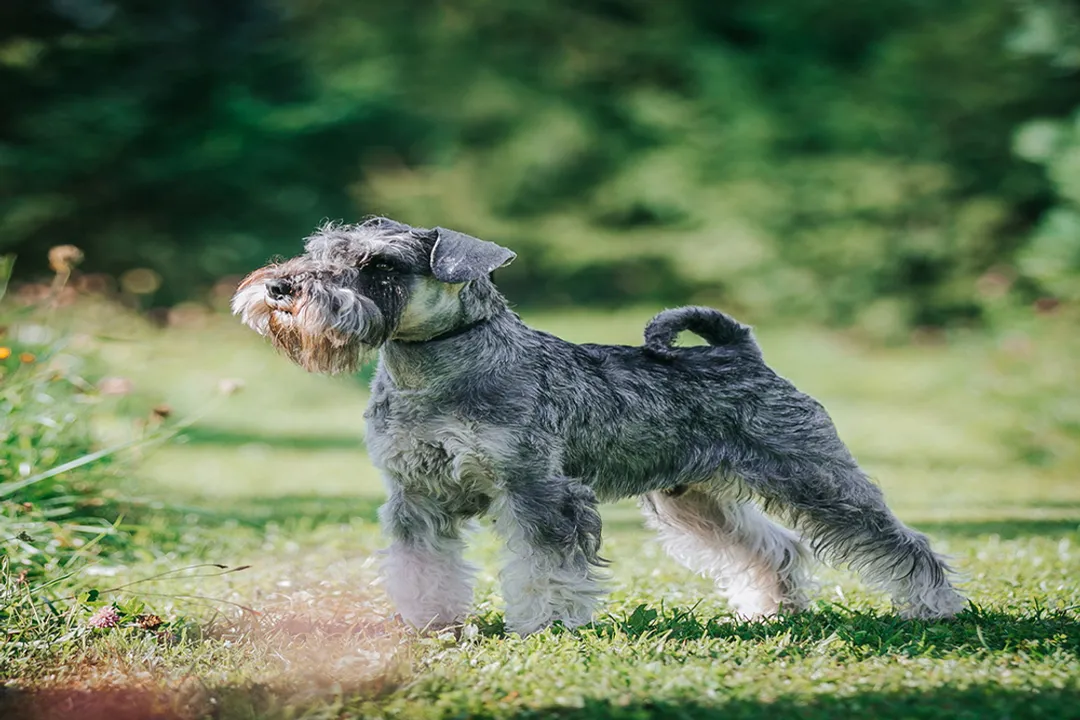 What type of food should Schnauzers eat?, Food Styles