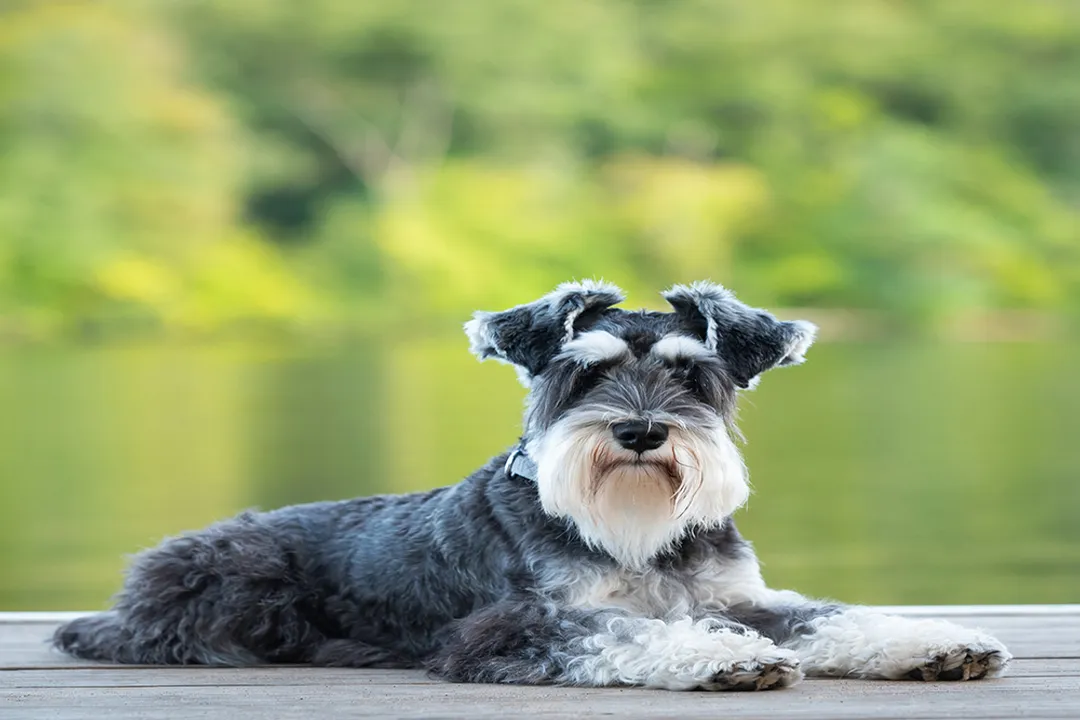 What type of food should Schnauzers eat?