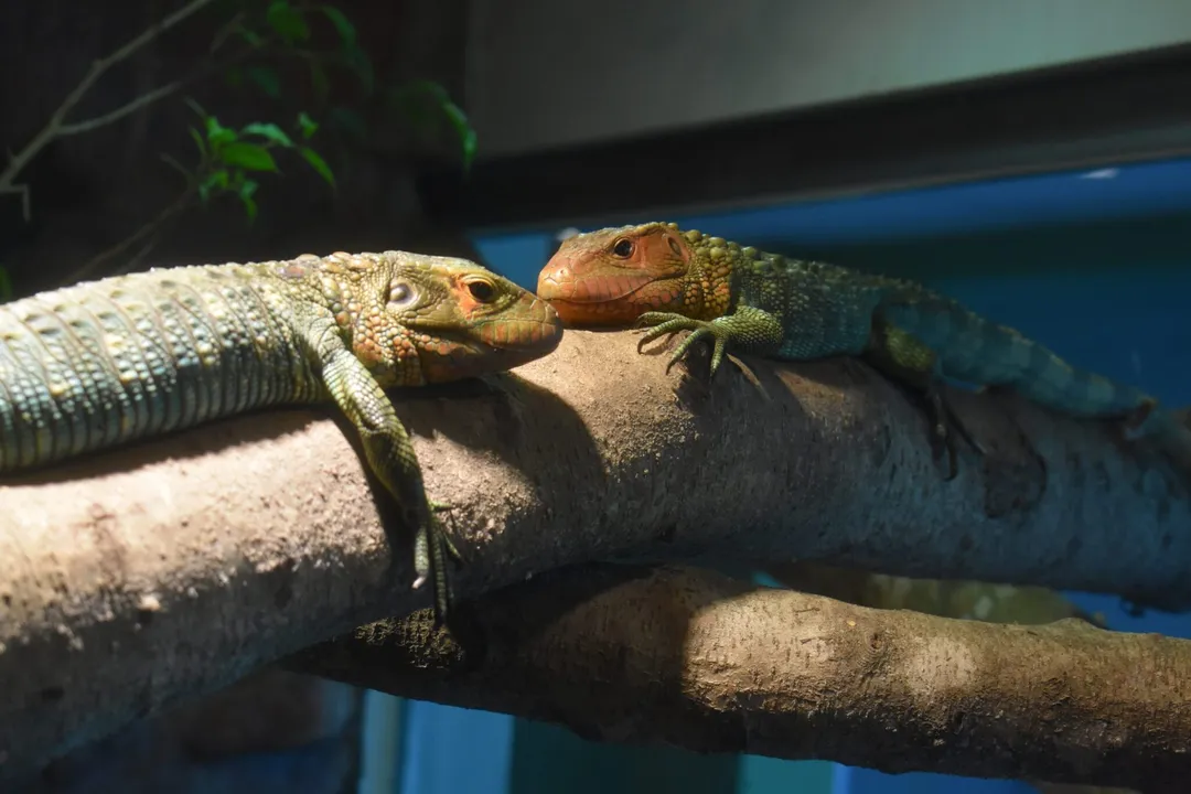 What type of lizard is Kaiman?, Physical Traits