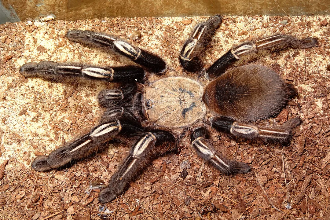 What type of skeleton does a tarantula have?, Distribution and Habitat