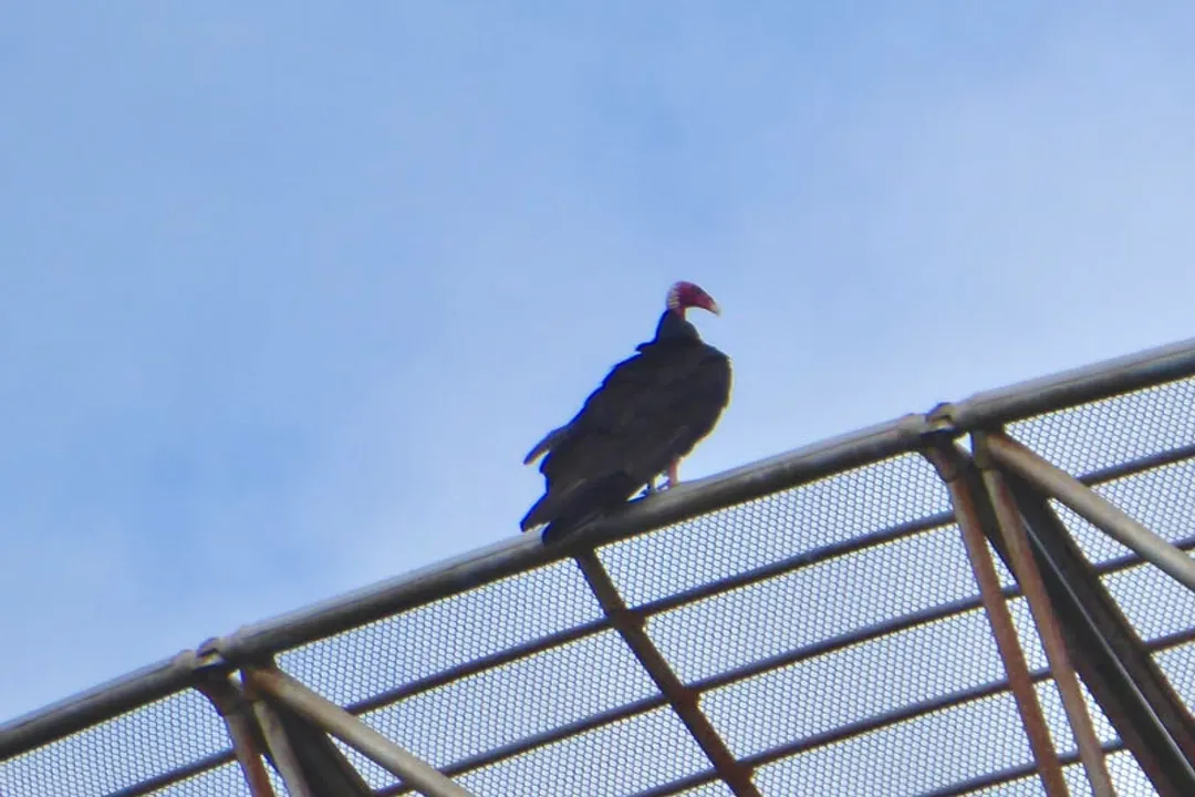 What family classification distinguishes the Turkey Vulture (Cathartes aura) from the Red-headed Vulture (Sarcogyps calvus)?
