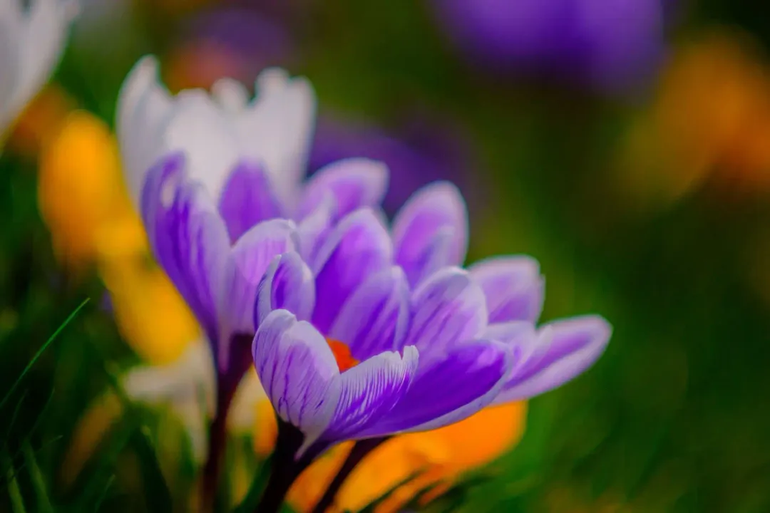 What was invented by Scottish people?, Everyday Life Innovations