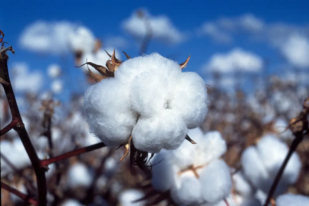 What was used to spin cotton in earlier times?