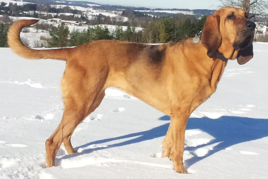 What were bloodhounds originally bred for?