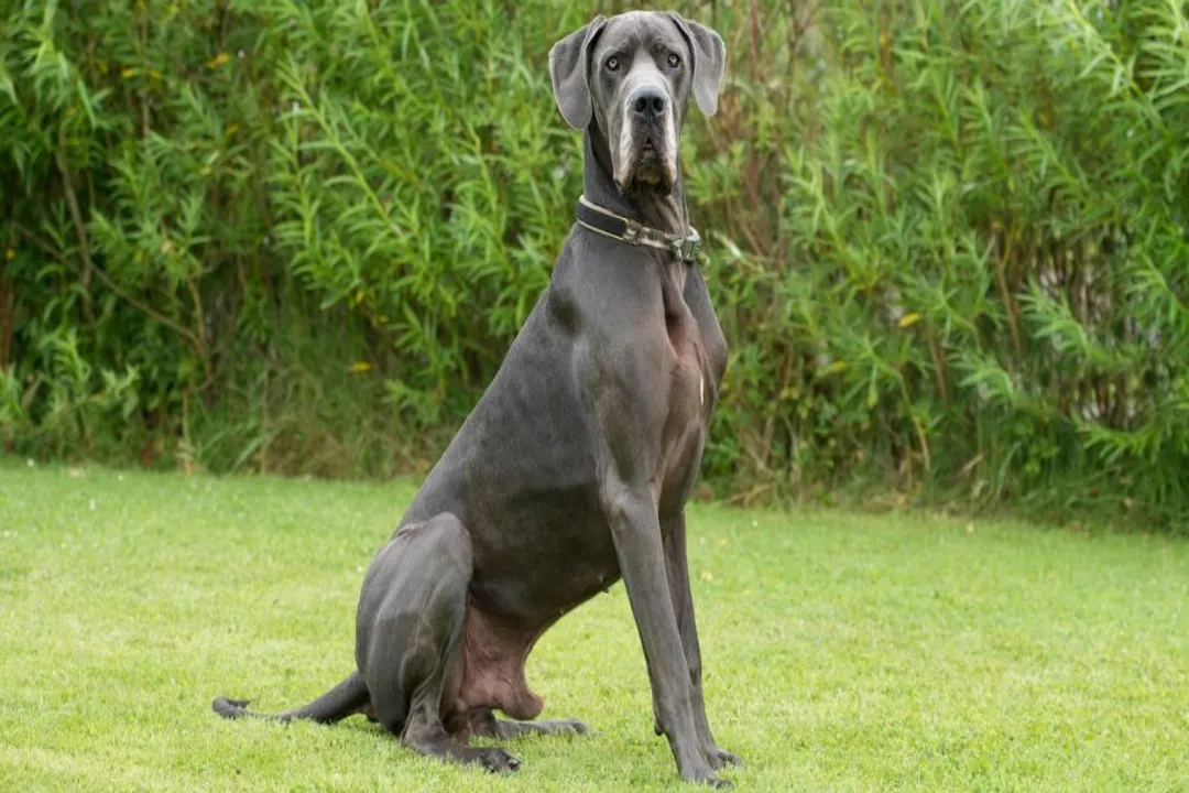 What were bloodhounds originally bred for?, Name Meaning